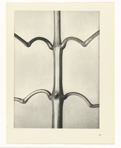 planejar estudo Arquétipos da Arte (título da série) de Karl Blossfeldt