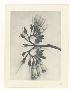 Estudo das plantas
Arquétipos de Arte (título da série) de Karl Blossfeldt