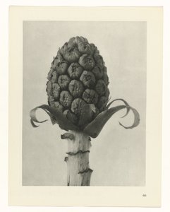 planejar estudo Arquétipos da Arte (título da série) de Karl Blossfeldt
