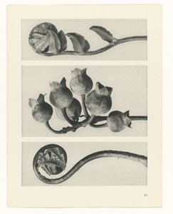 Estudo das plantas
Arquétipos de Arte (título da série)