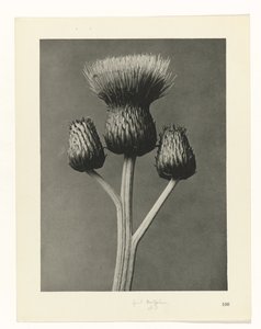 planejar estudo Arquétipos da Arte (título da série) de Karl Blossfeldt
