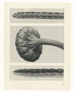 Estudo das plantas
Arquétipos de Arte (título da série) de Karl Blossfeldt