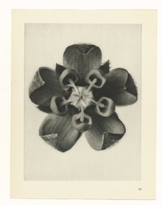 Estudo das plantas
Arquétipos de Arte (título da série) de Karl Blossfeldt