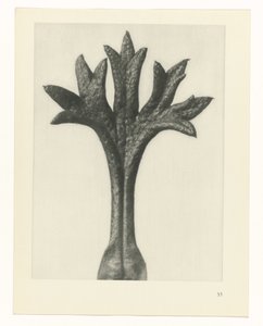 Estudo das plantas
Arquétipos de Arte (título da série) de Karl Blossfeldt