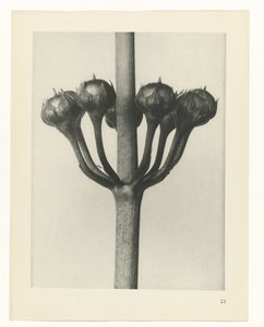 Estudo das plantas
Arquétipos de Arte (título da série) de Karl Blossfeldt