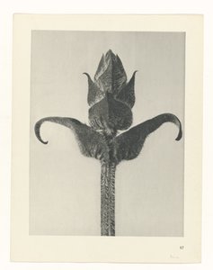 Estudo das plantas
Arquétipos de Arte (título da série) de Karl Blossfeldt