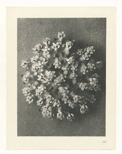 Estudo das plantas
Arquétipos de Arte (título da série) de Karl Blossfeldt