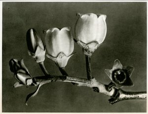 Vaccinium Corymbosum. 1929 (fotogravura)