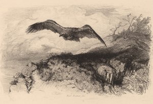 Águia em voo. de Karl Bodmer