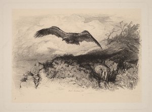 Águia em voo de Karl Bodmer