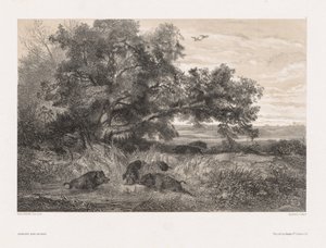 Animais e paisagem depois da natureza: javali em uma lagoa de Karl Bodmer