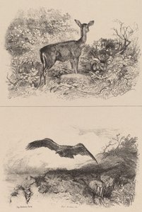 Corça, Águia. de Karl Bodmer