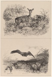 Bicha, Águia de Karl Bodmer