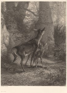 Corça e Fawn de Karl Bodmer