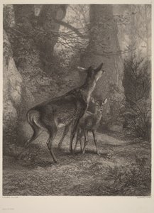 Corça e cria de Karl Bodmer