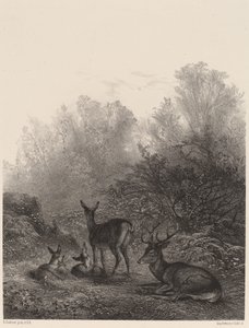 Veado descansando de Karl Bodmer