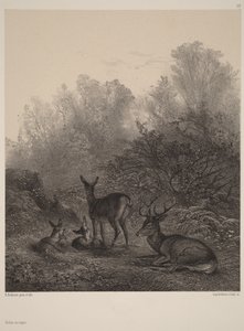 Cervas em repouso de Karl Bodmer