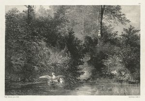 Canards Ducks. de Karl Bodmer