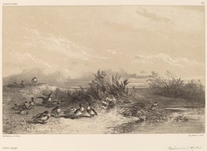 Patos Selvagens. de Karl Bodmer