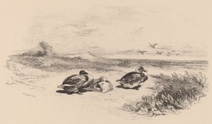 Patos Selvagens. de Karl Bodmer