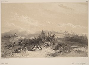 Patos selvagens de Karl Bodmer