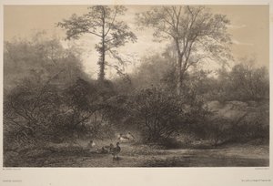 Patos selvagens de Karl Bodmer