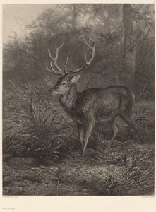 Cerf Dix-Cors de Karl Bodmer