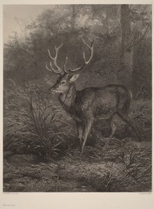 Veado de dez pontas de Karl Bodmer