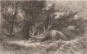 Cerf a la Reposee. de Karl Bodmer