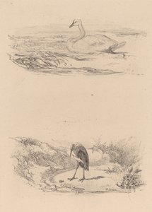 Cisne, garça. de Karl Bodmer