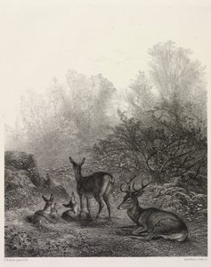 Cervo em repouso de Karl Bodmer