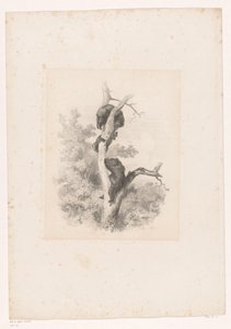Três ursos numa árvore
Paisagens com animais (título da série) de Karl Bodmer