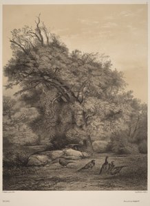 Faisões de Karl Bodmer