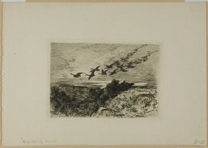 Gansos Voadores de Karl Bodmer