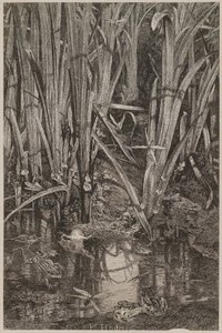 Rãs no pântano de Karl Bodmer