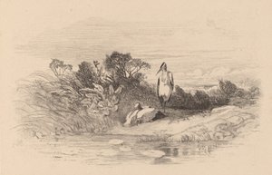 Garças. de Karl Bodmer
