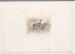 Veado na floresta
Paisagens com animais (título da série) de Karl Bodmer