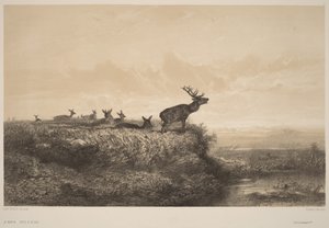 A manhã de Karl Bodmer