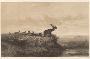 A manhã. Cervos e Hinds. de Karl Bodmer