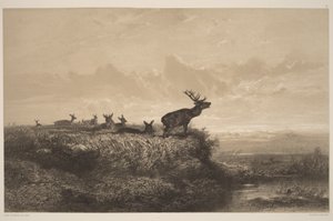 A manhã. Veado e corças de Karl Bodmer