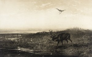 A noite: veado e garças de Karl Bodmer