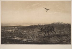 Le Soir.  Veados e garças de Karl Bodmer
