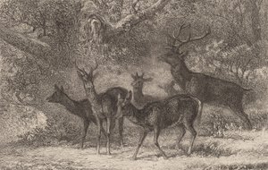 A manada. de Karl Bodmer