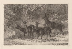 a manada de Karl Bodmer