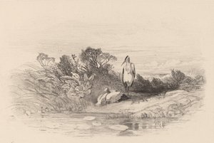 As Duas Garças. de Karl Bodmer