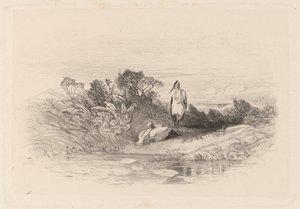 As duas garças de Karl Bodmer