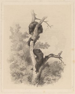 Les Ours (Os Ursos) de Karl Bodmer