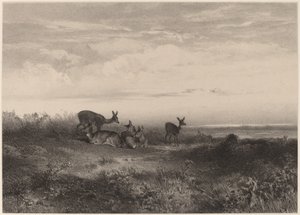 As cervas. de Karl Bodmer