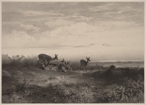 As corças de Karl Bodmer