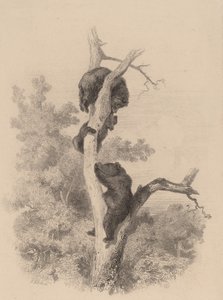 Os ursos. de Karl Bodmer